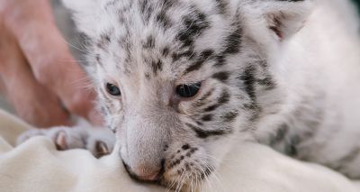 Rare white tiger cub born at Nicaragua zoo